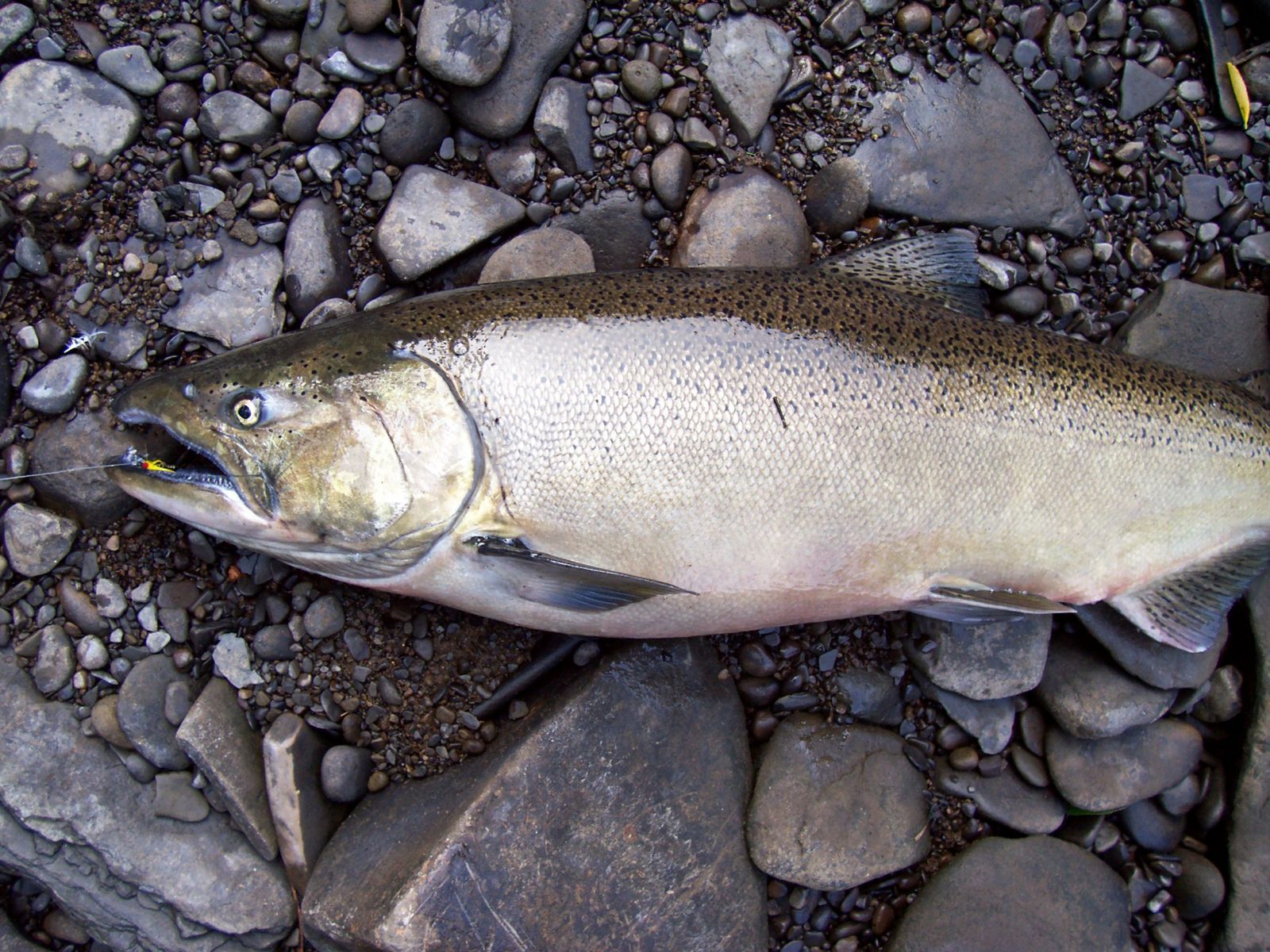 Fish